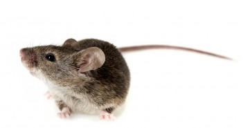 Cat and mouse: the analytical toxicology of designer drugs Mouse_Featured