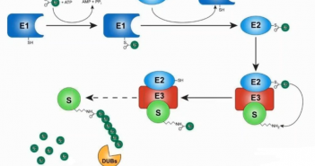 Expert Series: High-throughput MALDI-TOF mass spectrometry for drug discovery in the ubiquitin system ubiquitin system feature image
