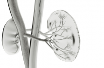 Quantitative biodistribution of biotherapeutics at whole body, organ and cellular levels by autoradiography kidneys