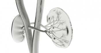 Quantitative biodistribution of biotherapeutics at whole body, organ and cellular levels by autoradiography kidneys