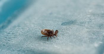 Novel multiplexed serologic test could diagnose Lyme disease in 15 minutes Lyme-disease-tick