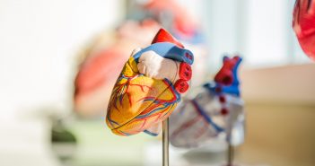 Tracking arrhythmogenic cardiomyopathy: new biomarker identified anatomical-model-of-heart