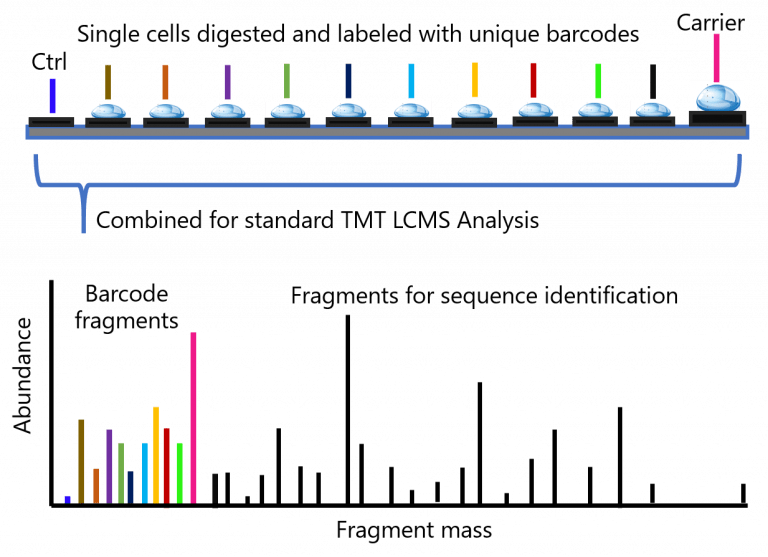 The single cell proteomics revolution Bioanalysis Zone
