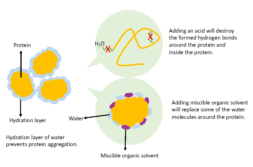 protein-precipitation-diagram