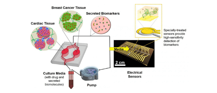 Organs-on-a-chip: heart-breast cancer monitoring