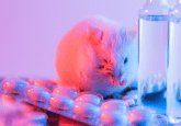 rat plasma