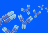 Monoclonal antibody production