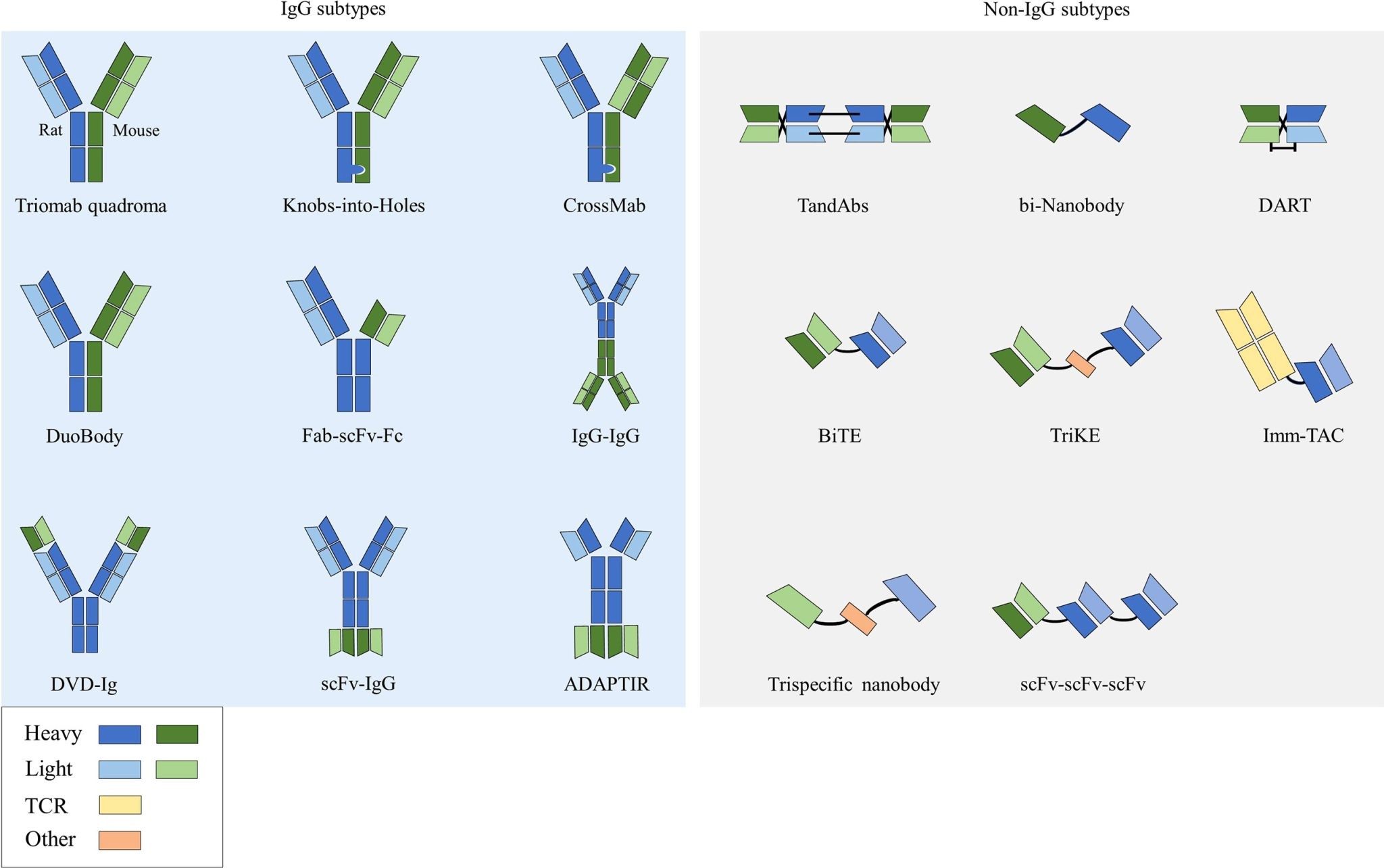 Structure of bispecific antibodies