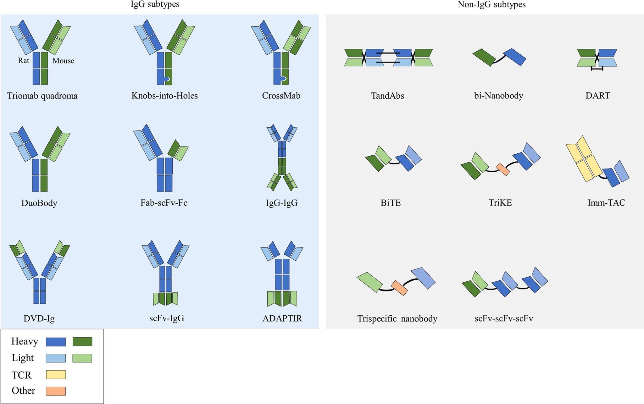 Structure of bispecific antibodies