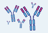 Immunogenicity